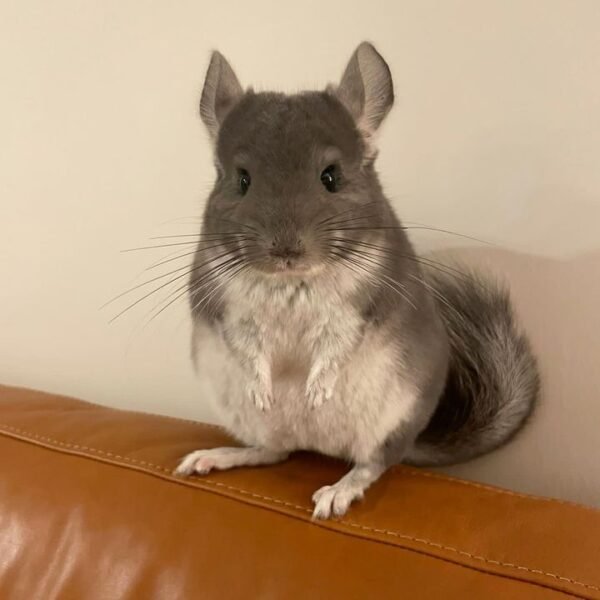 Basher - Male
