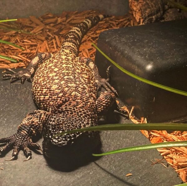 Baby Mexican Beaded Lizard For Sale
