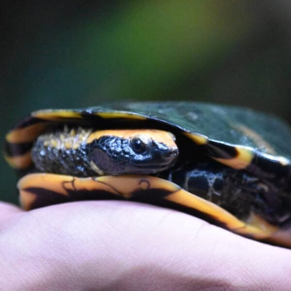 Twist Necked Turtle For Sale