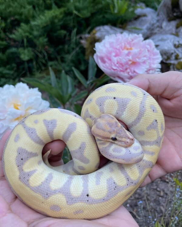 Baby Leopard Blade Clown Ball Pythons For Sale