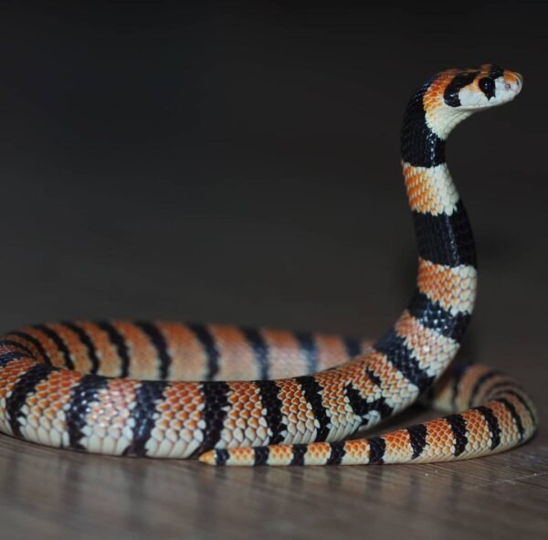 Baby Cape Coral Cobra For Sale