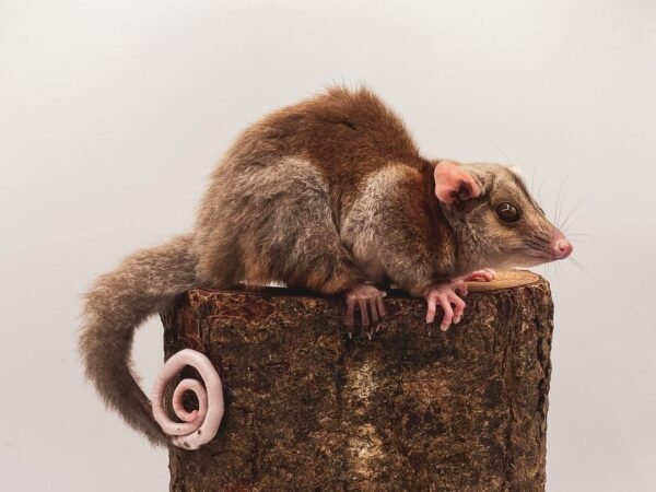 Derby’s Woolly Opossum