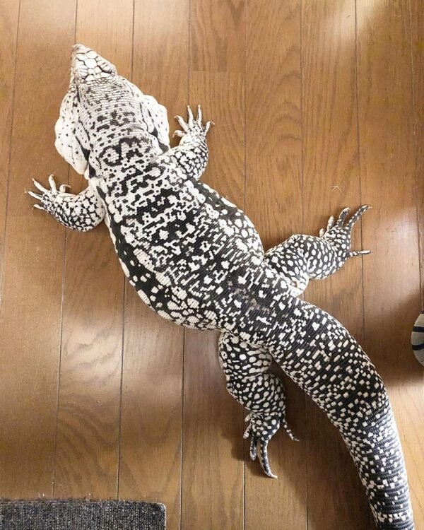 Albino Ultra Purple Tegus For Sale