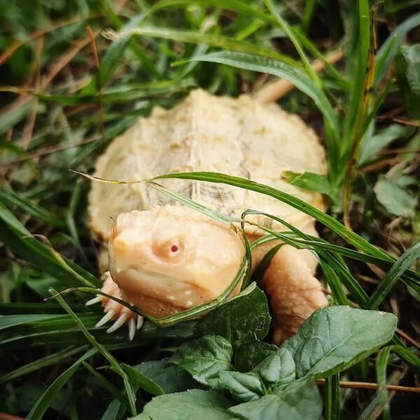 Albino Snapping Turtle For Sale