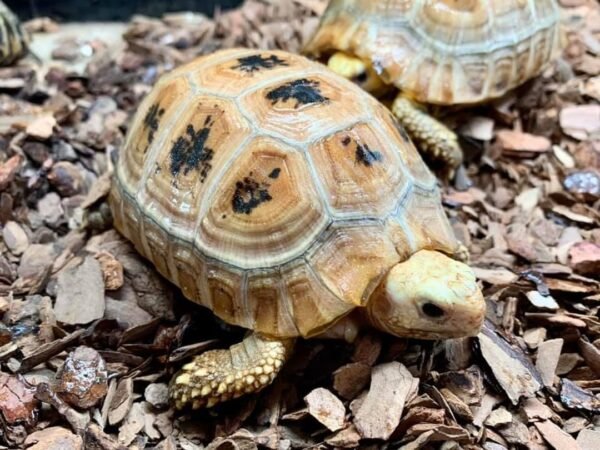 Baby Elongated Tortoise For Sale