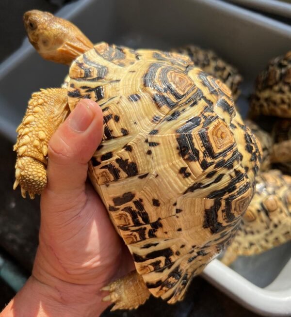 Adult Pancake Tortoise For Sale