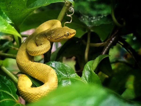 Popes Bamboo Pit Vipers For Sale