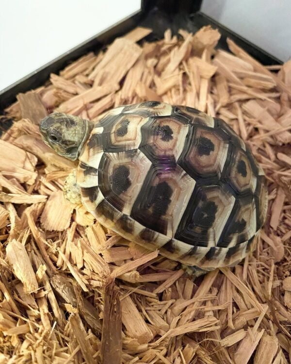 Baby Hermann Tortoise For Sale
