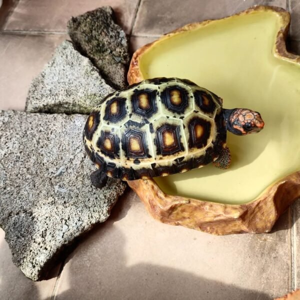 Cherry Head Red Foot Tortoise For Sale