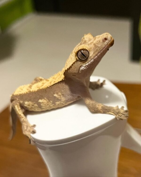 Ember Crested Gecko (Hybrid)