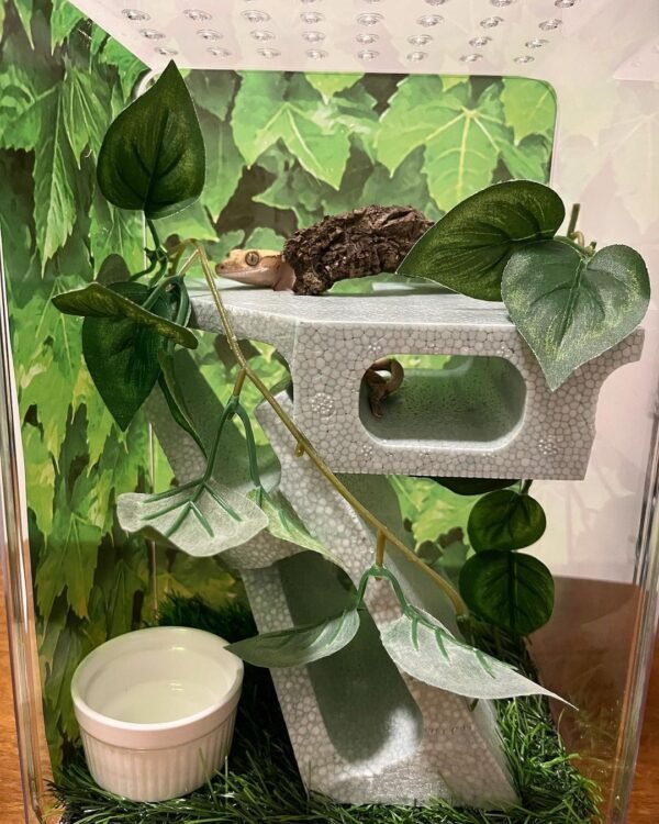 Ember Crested Gecko (Hybrid)