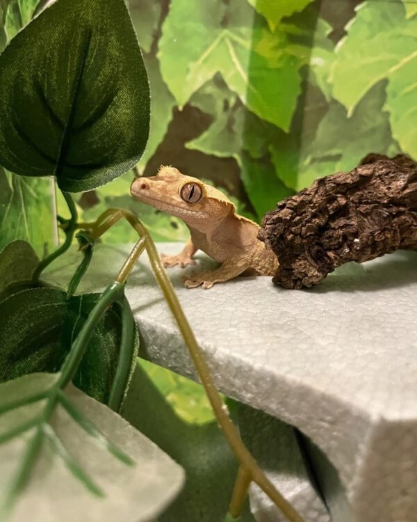 Ember Crested Gecko (Hybrid)