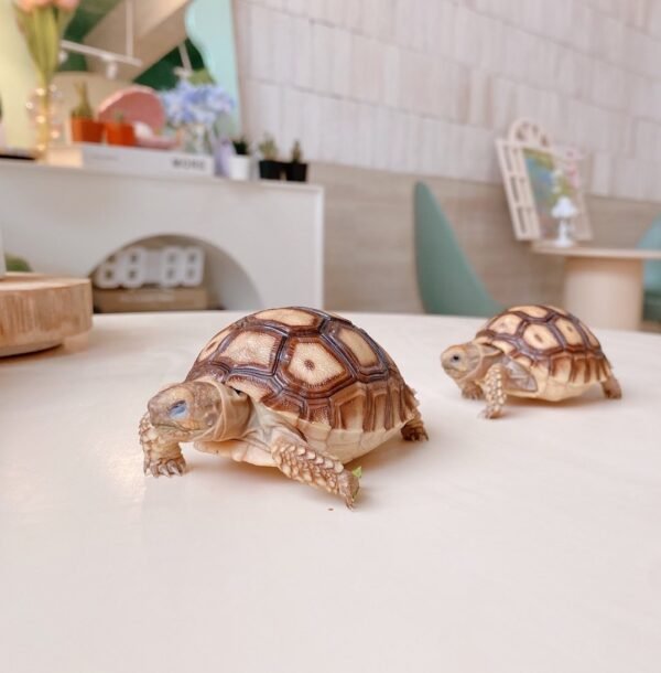 Baby Hypo Sulcata Tortoise For Sale