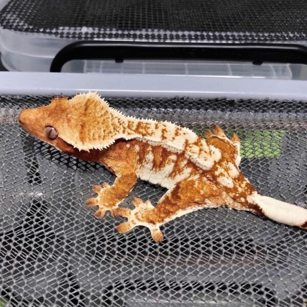 Natser - Male