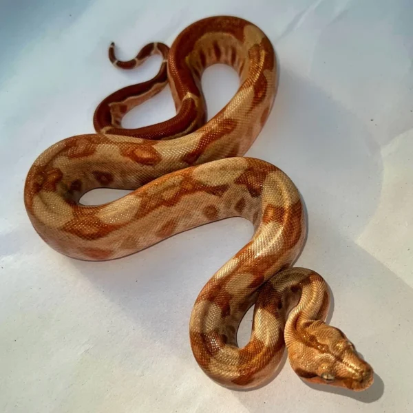 Ca T+ Sunglow Red Tail Boa Male (Stock Bapsboa5)