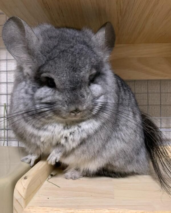 Rocky - Male