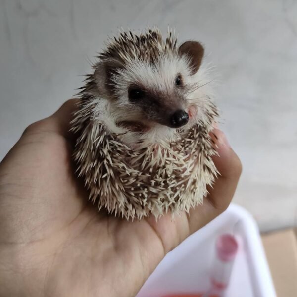 Gizmo - Male