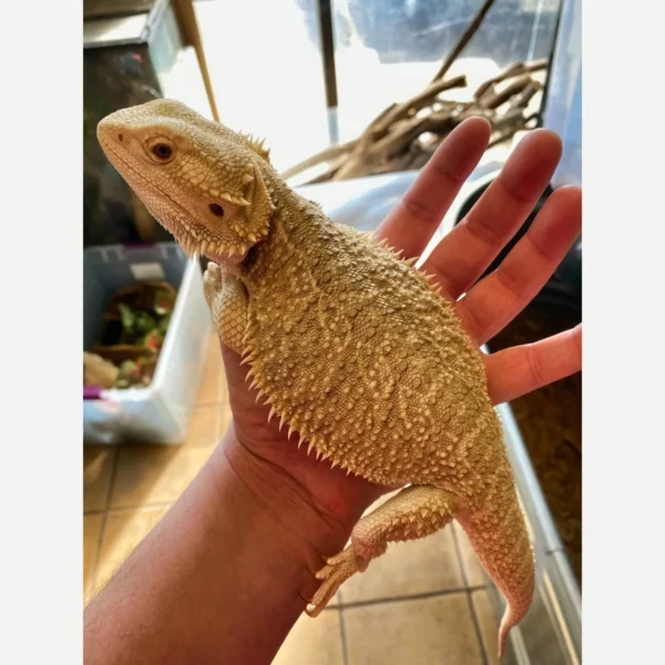 Citrus Bearded Dragon For Sale