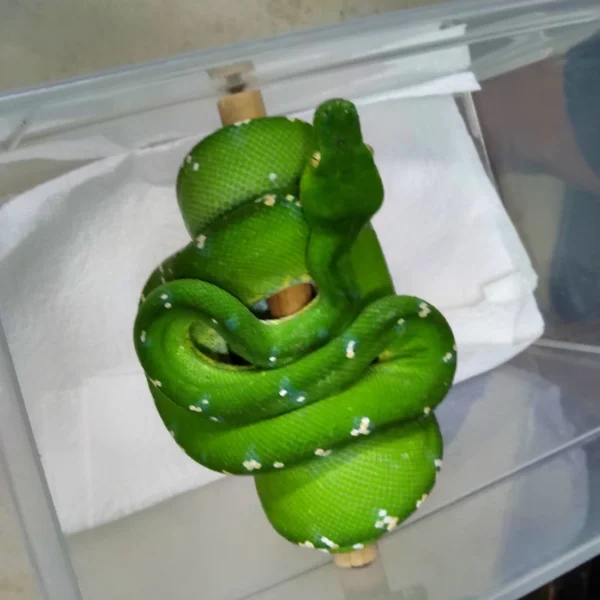 Aru Green Tree Python For Sale (Stock Aru-119)