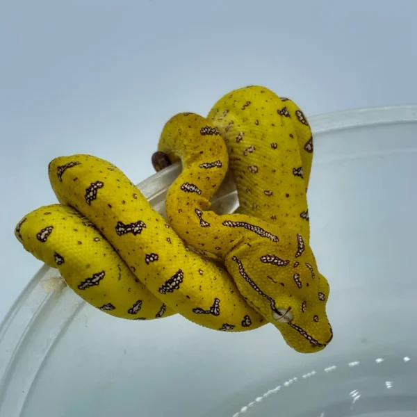 Aru Green Tree Pythons