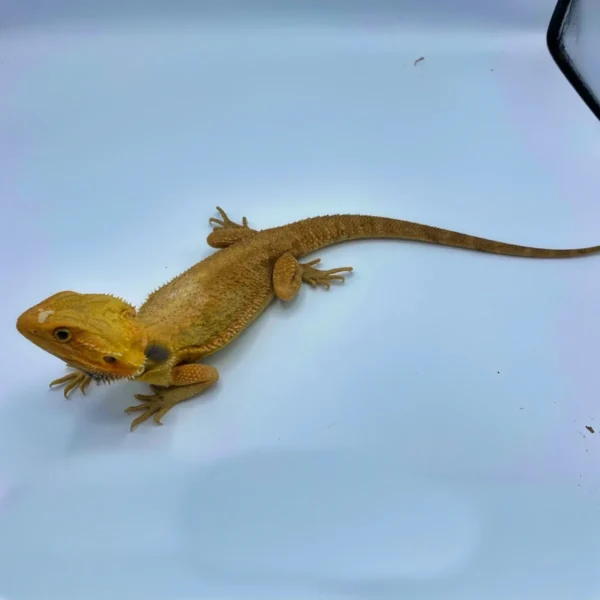 Tangerine Translucent Bearded Dragon (Stock Bdb34)