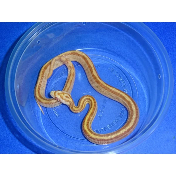 Butter Stripe Corn Snakes For Sale