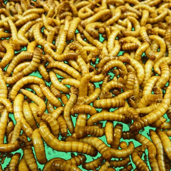 Mealworms For Sale 200 Large
