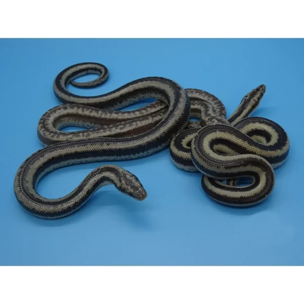 Dark Het Rosy Boas
