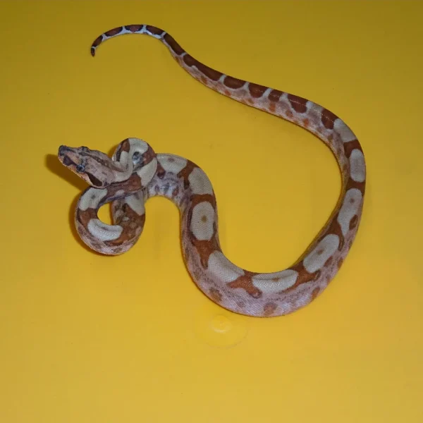 Hypo Colombian Red Tail Boas