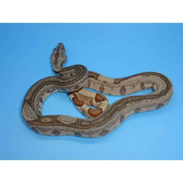 Hypo Stripe Colombian Boas For Sale