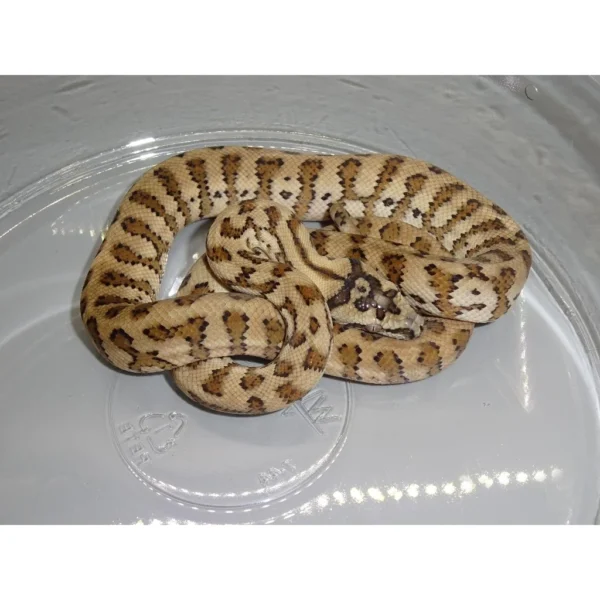 Jaguar Carpet Python For Sale