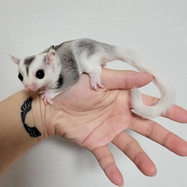 Jester - Male