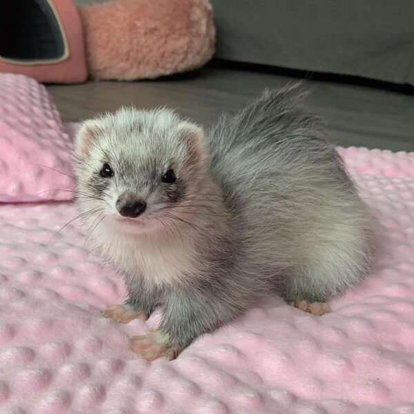 Julian - Female