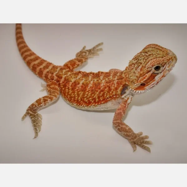 Red Bearded Dragons For Sale