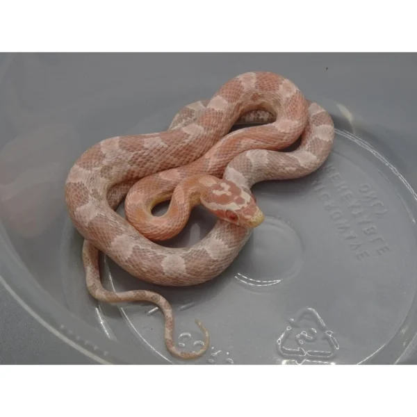 Salmon Snow Corn Snakes For Sale