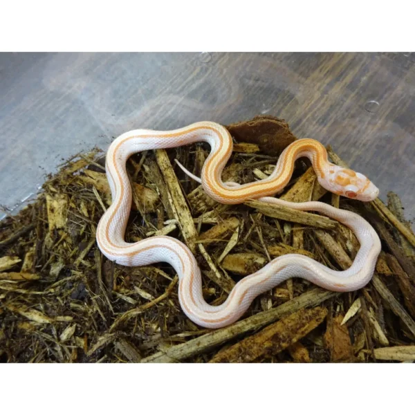 Albino Stripe Corn Snakes For Sale