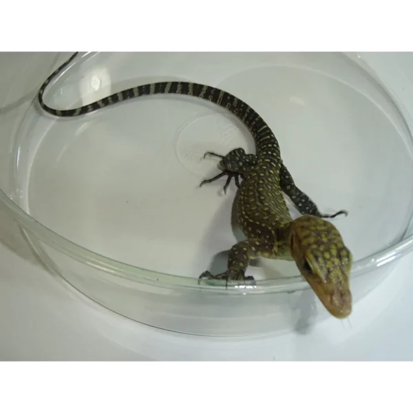 Yellow (Quince) Monitors For Sale