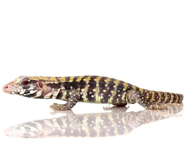 Baby Albino Blue Tegus For Sale